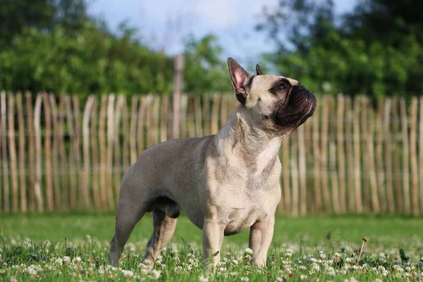 Französische Bulldogge Steht Garten — Stockfoto