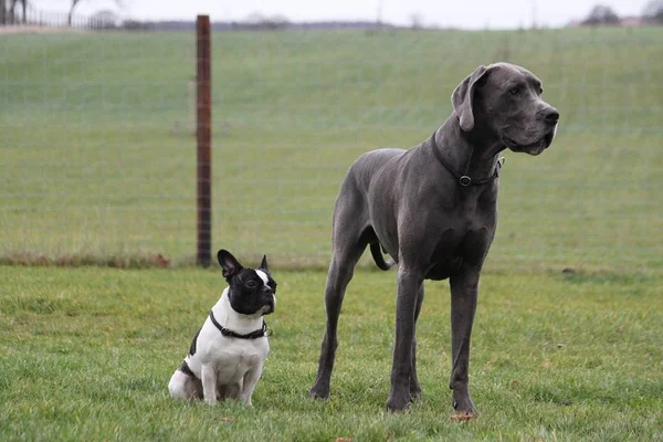 Portre Bir Küçük Büyük Bir Köpek Bahçede Beraberiz — Stok fotoğraf