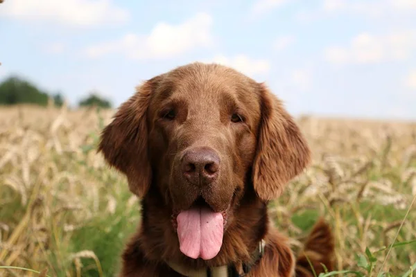 Retrato Retreiver Recubierto Plano Marrón Campo Maíz — Foto de Stock