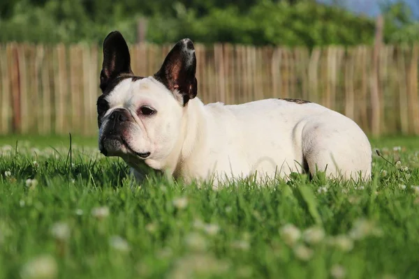 Fransk Bulldog Liggande Trädgården — Stockfoto