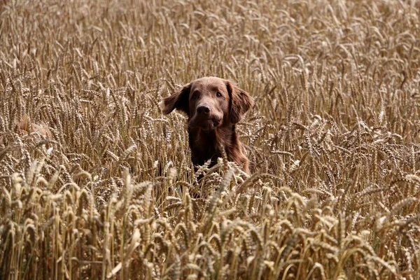 Grappige Bruin Flat Coated Retriever Een Maïsveld — Stockfoto