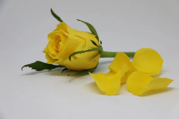Gelbe Rose Mit Blättern Liegt Atelier — Stockfoto