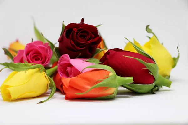 Ein Haufen Bunter Rosen Liegt Atelier — Stockfoto