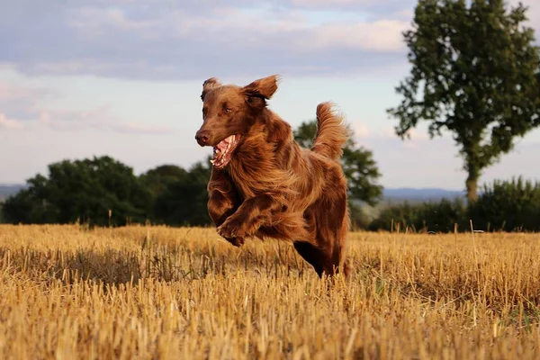 kahverengi düz boyalı retriever anız alanında çalışan