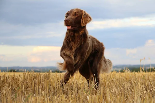 留在茬地里的棕色平涂布猎犬 — 图库照片