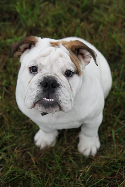 Engelsk Bulldogg Sitter Trädgården Och Letar Upp Till Kameran — Stockfoto