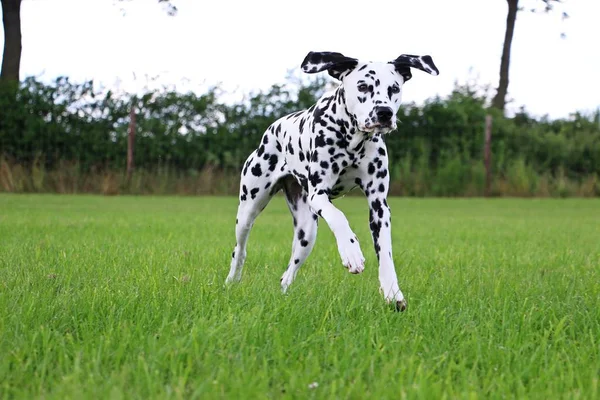 Dalmatian Cão Está Correndo Jardim — Fotografia de Stock