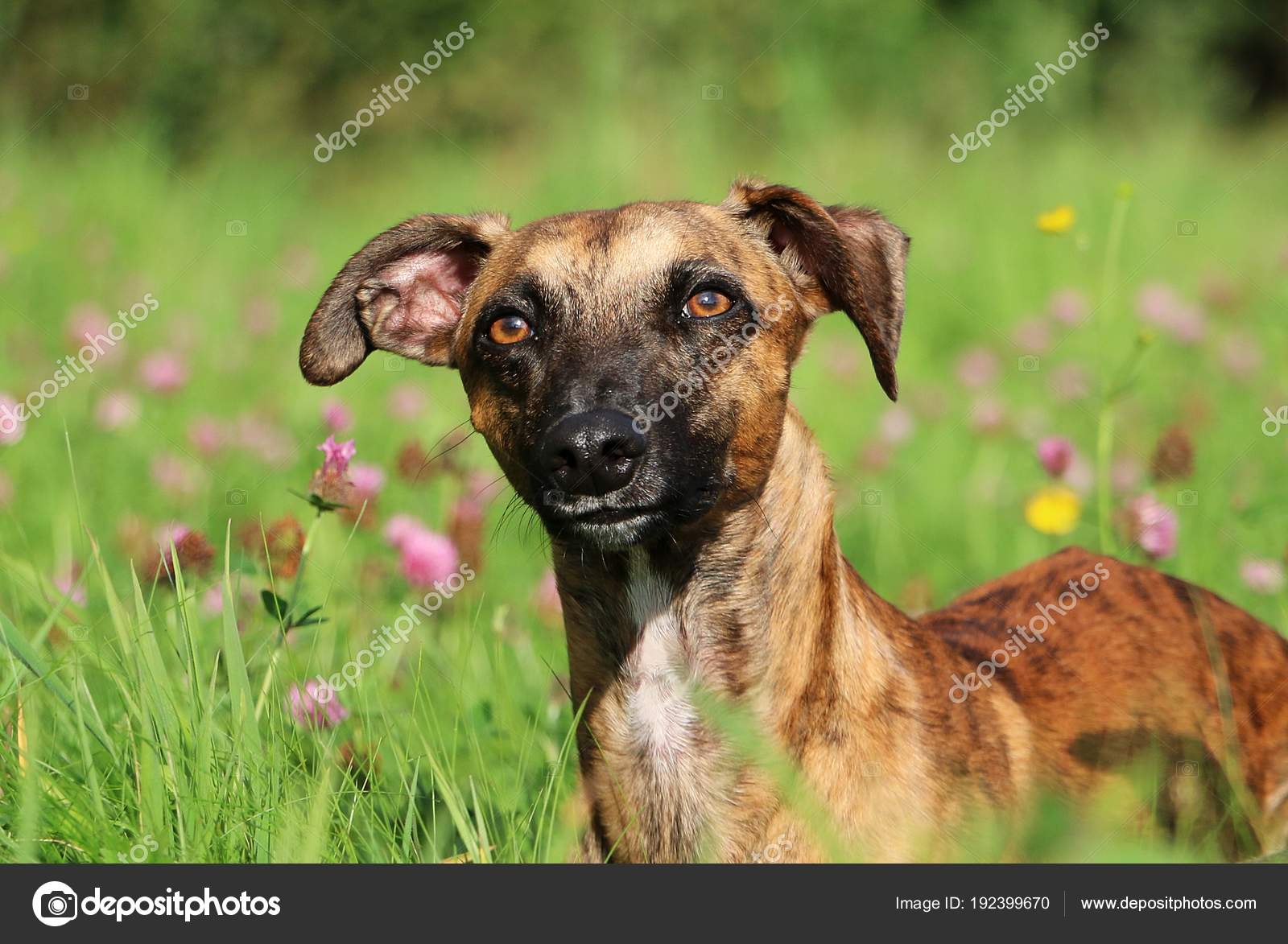 Brindle Whippet Lying Clover Field Stock Photo