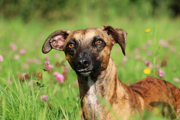 Brindle Whippet Leży Polu Koniczyny — Zdjęcie stockowe