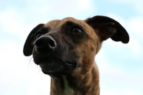 Όμορφη Ταχύπους Σκύλος Κυνοδρομίας Κεφάλι Πορτρέτο Στη Φθινοπωρινή Λιακάδα — Φωτογραφία Αρχείου