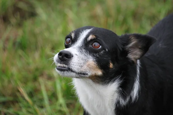 Pequeno Cão Misto Está Jardim Olhando Para Céu — Fotografia de Stock