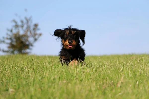 Włosy Dachshound Cienkiego Przewodu Jest Runnin Parku — Zdjęcie stockowe