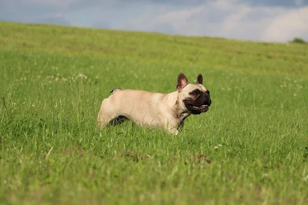 Bulldog Francés Está Corriendo Parque — Foto de Stock