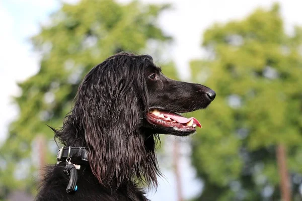 Retrato Perro Afgano Negro Jardín — Foto de Stock