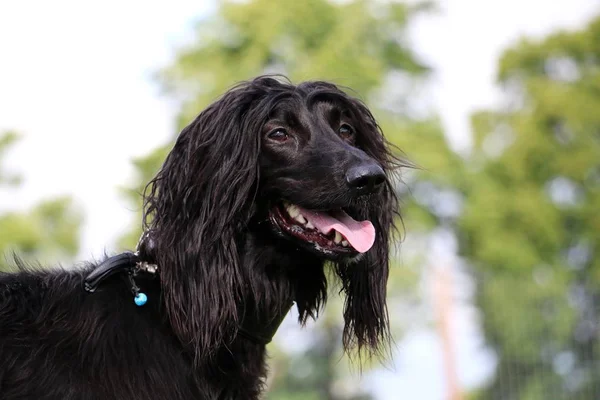 Preto Afegão Hound Retrato Jardim — Fotografia de Stock