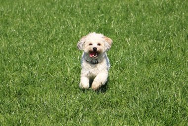küçük havanese köpek bahçede çalışıyor