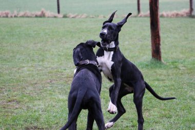iki komik siyah büyük danes bahçede oynuyorlar