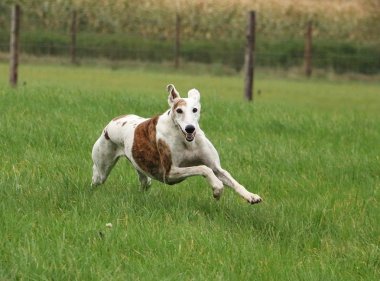 galgo bahçede çalışıyor