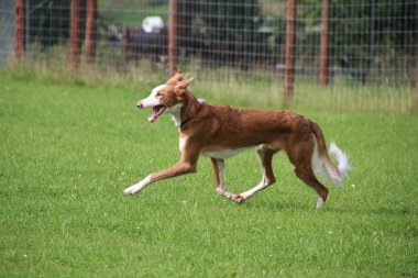 podenco Iberico bahçede çalışıyor