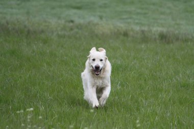 altın geri almak parkta çalışıyor