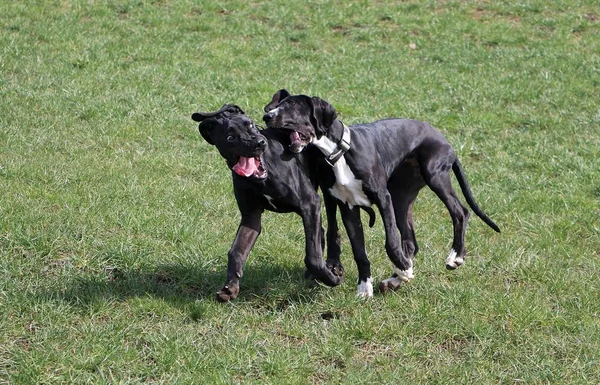 Dos Grandes Danes Negros Divertidos Están Jugando Jardín —  Fotos de Stock