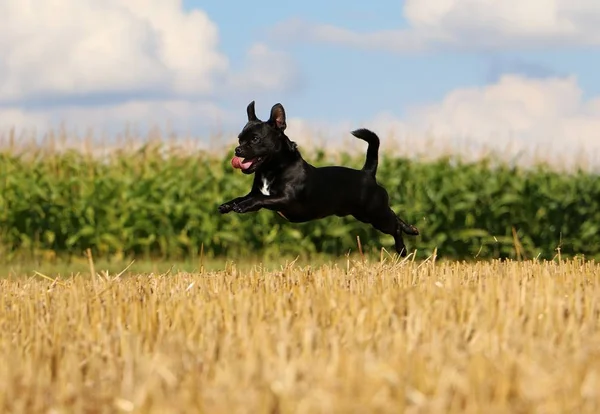 Biraz Karışık Köpek Anız Alanın Üzerine Uçuyor — Stok fotoğraf