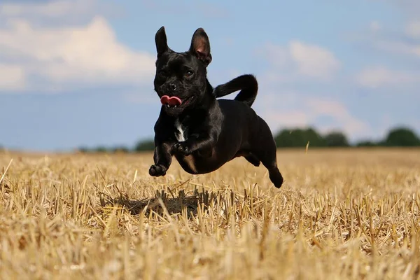 Kicsit Vegyes Kutya Repül Tarló Mező — Stock Fotó