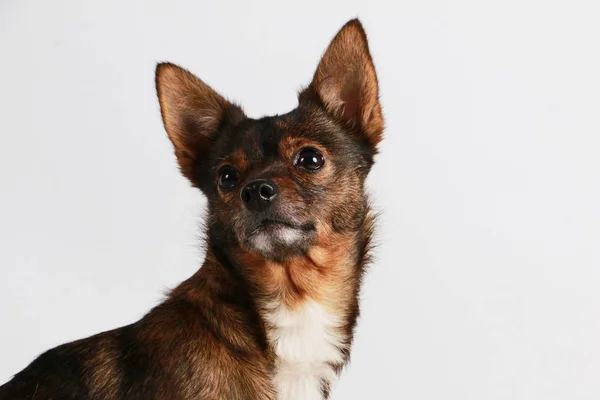 Μικρό Τσιουάουα Μικτές Σκύλο Πορτρέτο Στο Στούντιο — Φωτογραφία Αρχείου