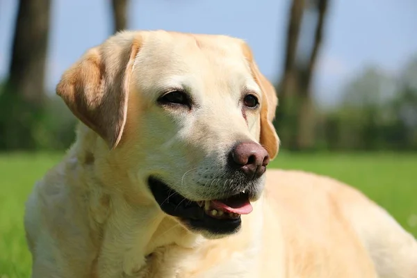 Mooie Labrador Staand Tuin — Stockfoto