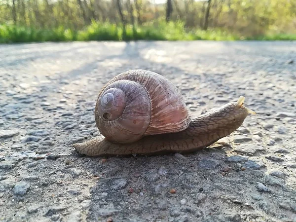 달팽이 껍데기 — 스톡 사진