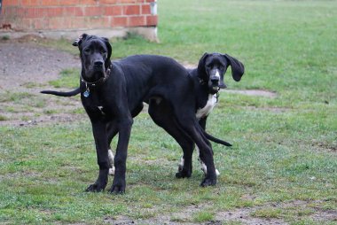 iki komik siyah büyük danes bahçede plaing vardır