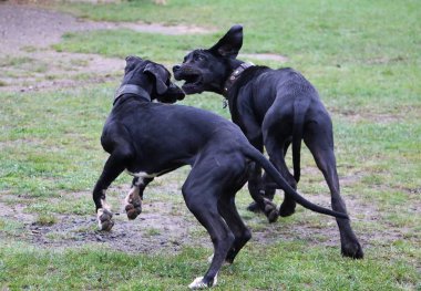 iki komik siyah büyük danes bahçede plaing vardır