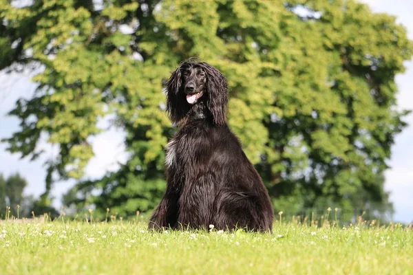 Segugio Afgano Nero Seduto Giardino — Foto Stock