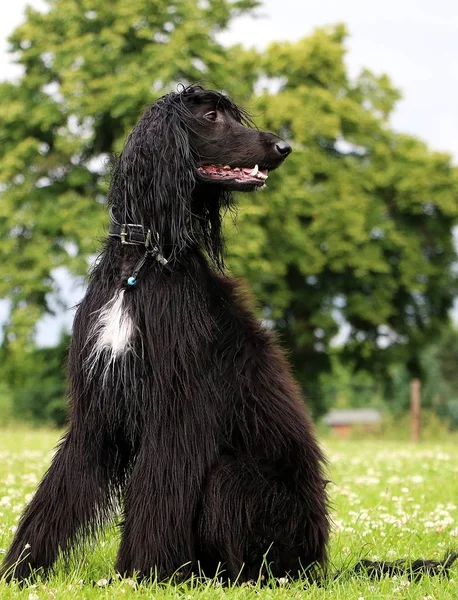 black afghan hound is sitting in the garden