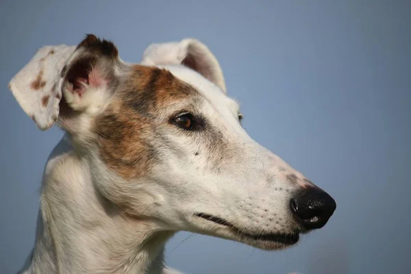 Belo Retrato Galgo Parque — Fotografia de Stock