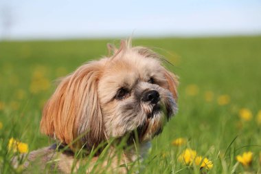 dandelions dolu bir alanda küçük lhasa apso portre