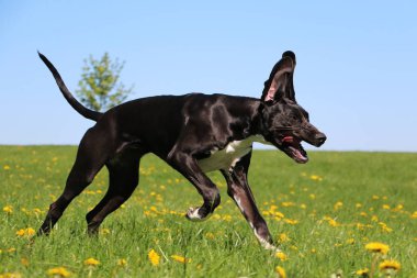 funny black great dane is running on a field with yellow dandelions clipart