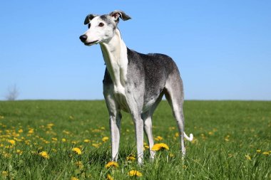 güzel galgo sarı dandelions sahip bir alan üzerinde duruyor