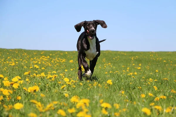 Grappige Black Die Dog Wordt Uitgevoerd Een Veld Met Gele — Stockfoto