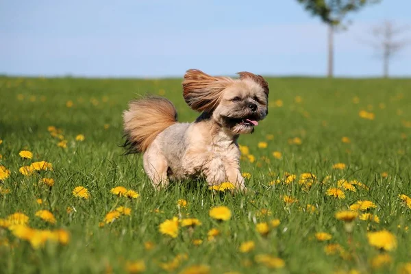 Pequeno Lhasa Apso Está Correndo Campo Com Dentes Leão — Fotografia de Stock