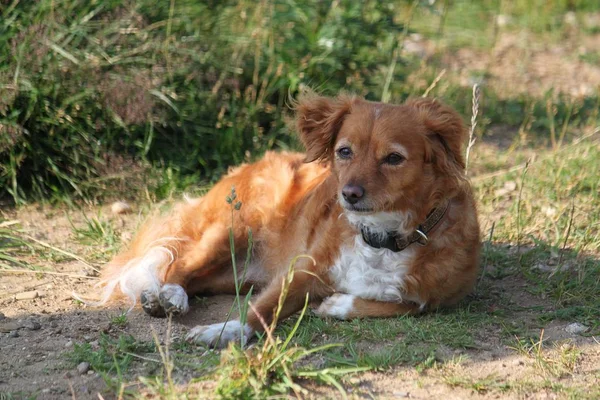 Malé Hnědé Smíšené Pes Leží Parku — Stock fotografie