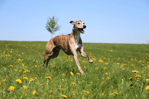 Hermosa Brindle Whippet Está Funcionando Campo Con Dientes León — Foto de Stock