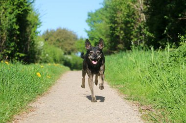 küçük karışık köpek güzel bir doğa küçük bir şekilde çalışıyor