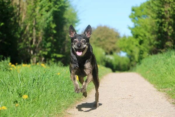 Pequeño Perro Mixto Está Corriendo Una Manera Pequeña Una Hermosa — Foto de Stock