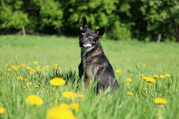 Small Mixed Dog Sitting Field Dandelions — Stock Photo, Image