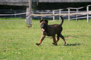 küçük malinois köpek bahçede yürüyüş