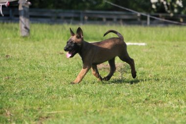 küçük malinois köpek bahçede yürüyüş