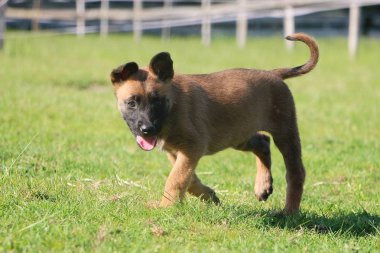 küçük malinois köpek bahçede yürüyüş