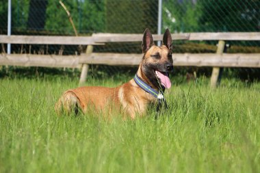 Malinois köpek bahçede yalan söylüyor