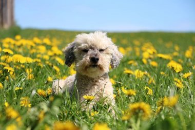 küçük fino köpeği bir sahada dandelions ile yalan söylüyor